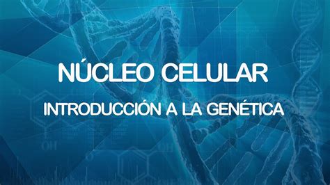 Núcleo celular | Introducción a la genética   YouTube
