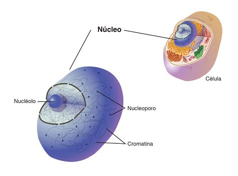 Núcleo celular | NHGRI