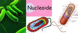 Nucleoide: Definición, Estructura, Dinámica y Función de ...