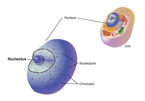 Nucleolus