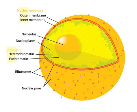 Nucleolus   Wikipedia