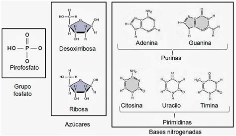 Nucleósidos, nucleótidos y ácidos nucleicos | Apuntes de Biología Molecular