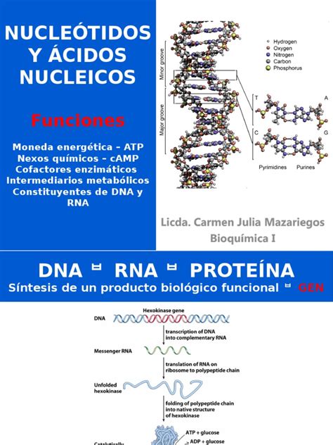 Nucleótidos y Ácidos Nucleicos | Adn | Rna