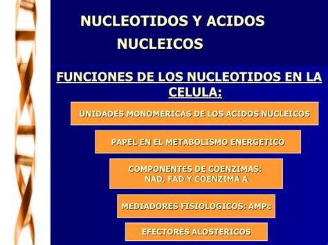 Nucleotidos Y Acidos Nucleicos