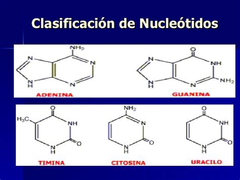 Nucleotidos Y Acidos Nucleicos