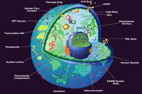 Nucleus, the commanding centre of the cell ~ Biology Exams 4 U