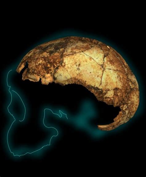 Nuestro ancestro Homo erectus es más antiguo de lo creído ...