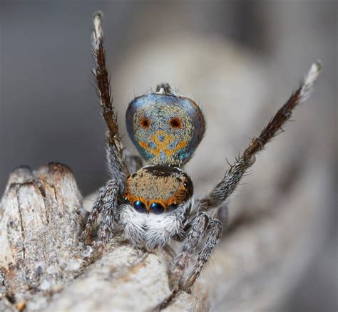 Nueva especie araña descubierta en Australia   hoy.es