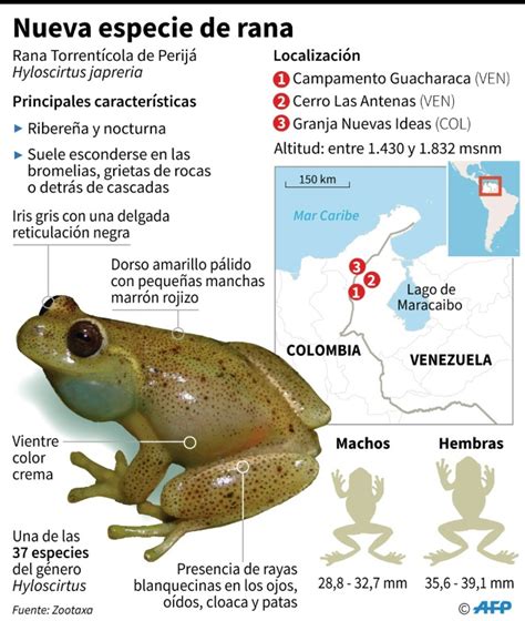 Nueva especie de rana fue descubierta por científicos de Venezuela y ...