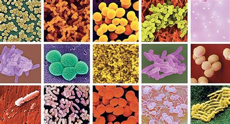 Nueva Génesis Terapias: Apuntes que tal vez no sabías sobre bacterias.