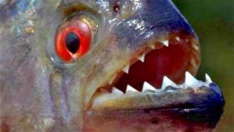 Nuevamente atacan peces carnívoros a bañistas en Argentina