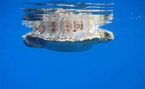 Nuevas medidas para conservar los cetáceos | Hoy