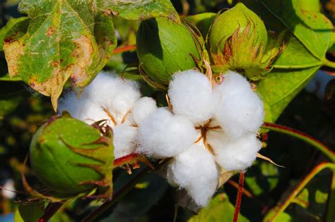 Nuevas semillas de algodón modificadas genéticamente han sido aprobadas ...