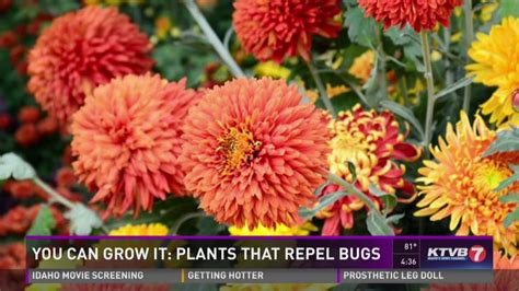 Nueve plantas que ahuyentan insectos, incluyendo mosquitos ...