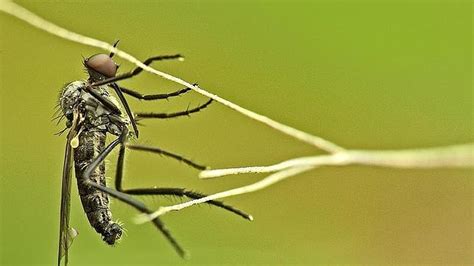 Nueve remedios eficaces, o ineficaces, para combatir a los mosquitos
