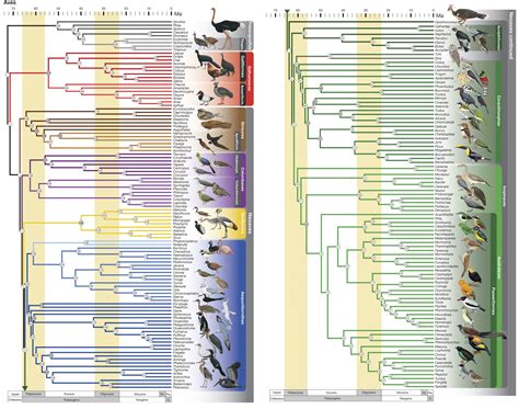 Nuevo árbol filogenético de las aves   La Ciencia de la ...