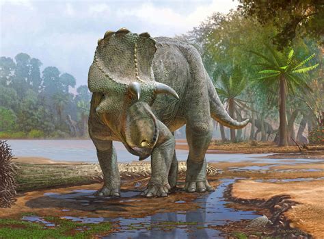 Nuevo dinosaurio ceratópsido descubierto en Nuevo México ...