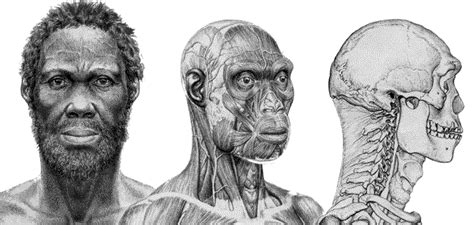 Nuevo estudio sitúa el origen del Homo sapiens 350.000 ...
