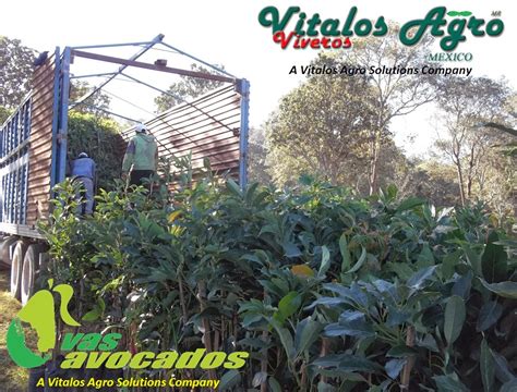 Nuevo lote de plantas de Aguacate Hass en Pichucalco ...