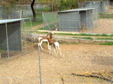 Nuevo núcleo zoológico se une al Programa de Cría en Cautividad de la ...