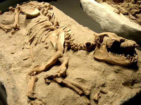Nuevos fósiles encontrados reescribirían la historia del origen de los ...