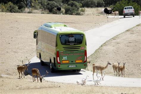 Nuevos nacimientos en el Safari Madrid Un autobús ...