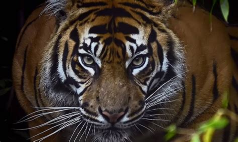 Número de tigres no mundo aumenta pela primeira vez em cem ...