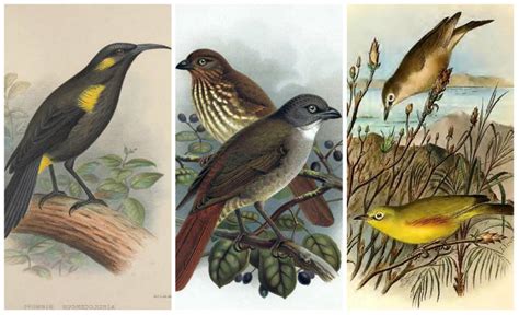 ¡Nunca las veremos! 10 increíbles aves extintas | De10