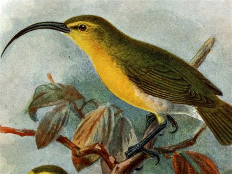 ¡Nunca las veremos! 10 increíbles aves extintas