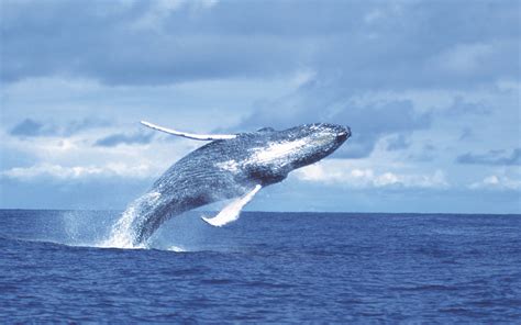 Nuqui: Observación de ballenas | Aventure Colombia
