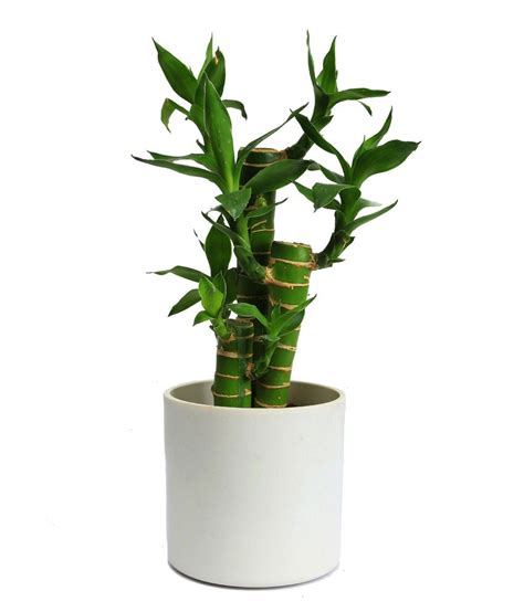 Nurturing Green Indoor Green Plants  White Pot Cutleaf ...