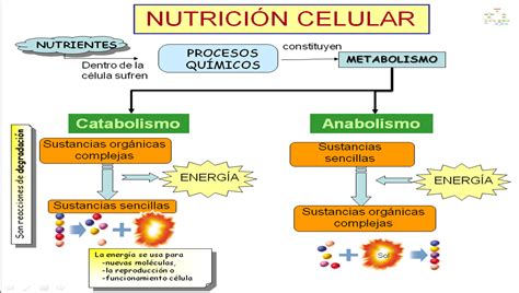 Nutrición celular ~ Con CIENCIA