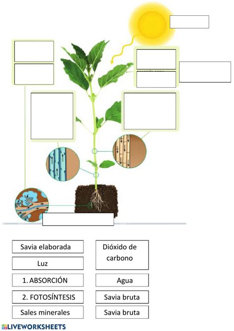 Nutrición de las plantas   Ficha interactiva
