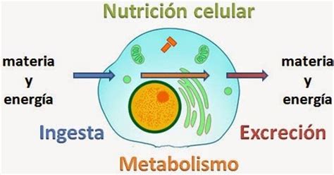 NUTRICIÓN Y RESPIRACIÓN CELULAR: ¿Sabías que nuestras células necesitan ...