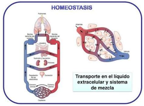 NUTRIMÉTRICO: Homeostasis en el Organismo