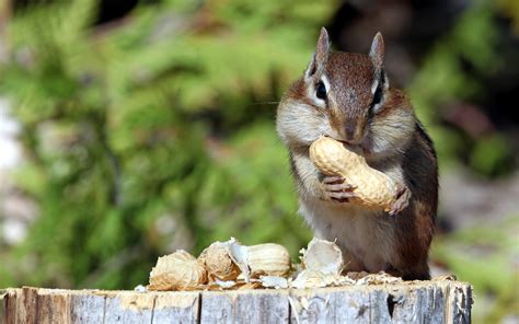 nuts, Eating, Green, Mammals, Squirrel, Food, Animals ...