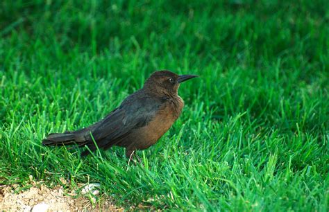 NW Bird Blog: Great tailed Grackle