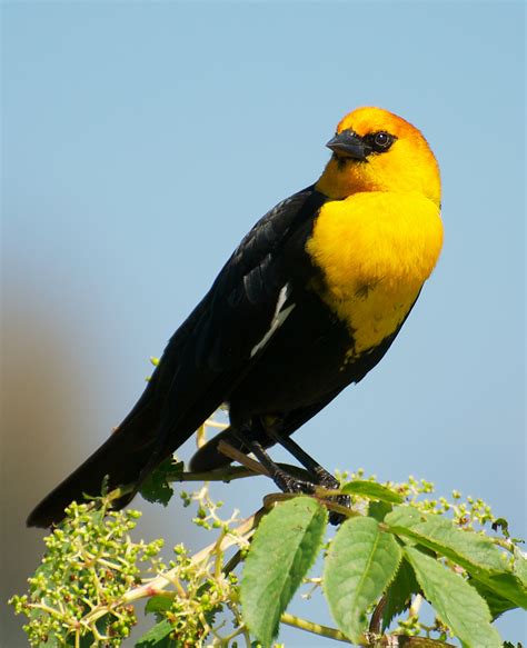NW Bird Blog: Yellow headed Blackbird