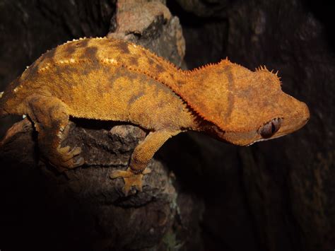 NW England Adult female crested gecko Reptile Forums