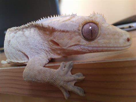 NW England Male Crested Gecko for sale in Manchester area    Reptile Forums