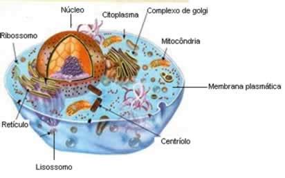 O citoplasma e as organelas celulares :: Profrenanbio
