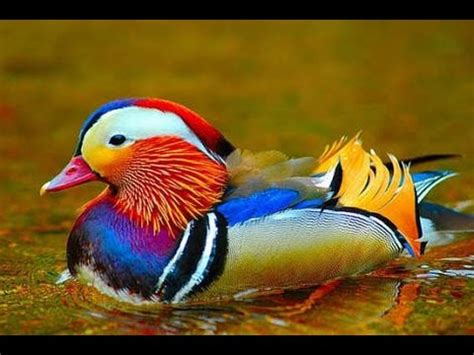 O colorido dos pássaros e aves.   YouTube