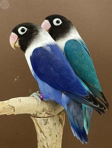 o pájaros inseparables | Aves de compañía, Dibujos de aves ...