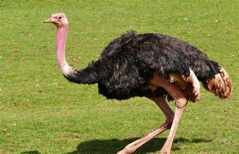 O que avestruz come? » Animais Valiosos