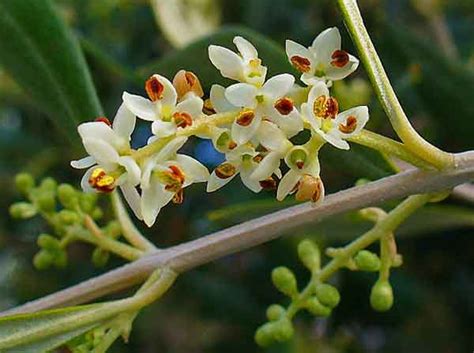 Oak y olive. Las flores de Bach: info #14 ⋆ ellibrito.es