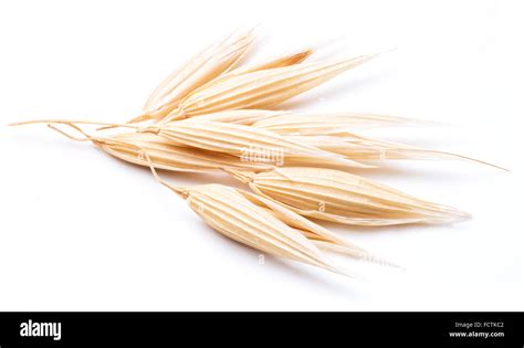 Oat plant hi res stock photography and images   Alamy