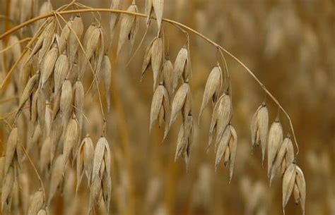 Oat Straw Herb Uses, Side Effects and Benefits