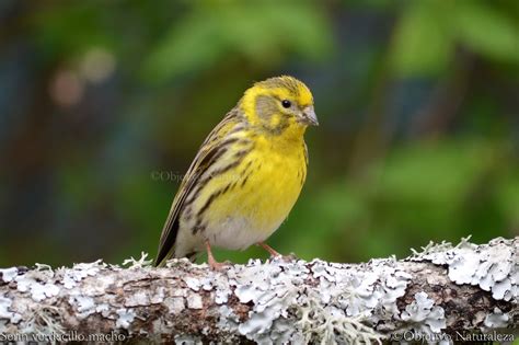 Objetivo naturaleza   Serín verdecillo  Serinus serinus