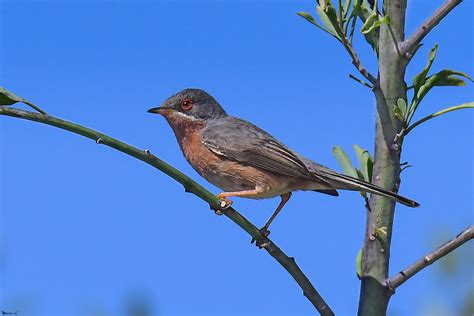 Objetivo: Naturaleza Viva: Curruca carrasqueña  Sylvia ...