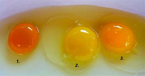 Observa Bien El Color De Los Huevos Que Vas A Comer Porque Podrían ...